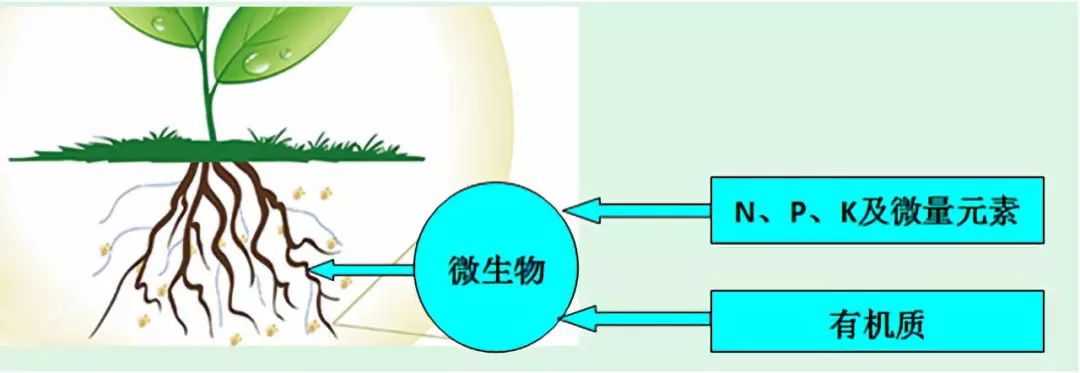 上图:土壤中微生物能活化,释放,转化土壤养分┃植物龙微生物肥料