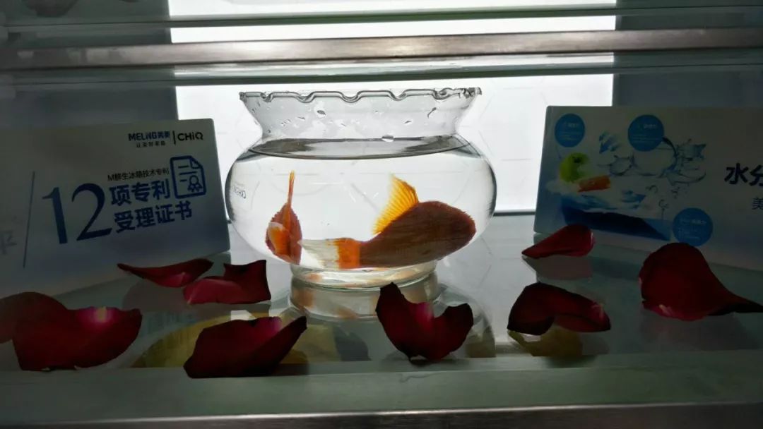 養魚?養花?還能種菜?m鮮生就是這麼神奇!