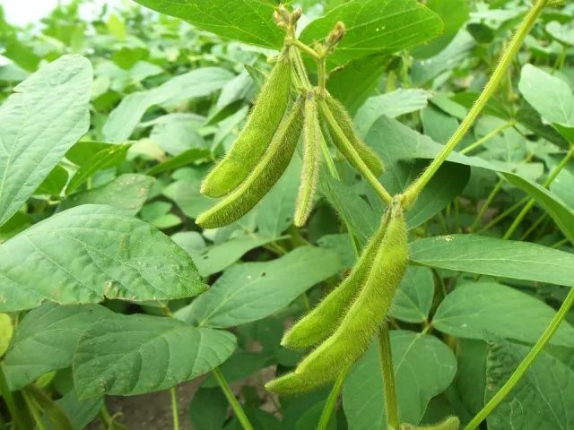 香港区旗上的植物到底叫洋紫荆还是羊蹄甲