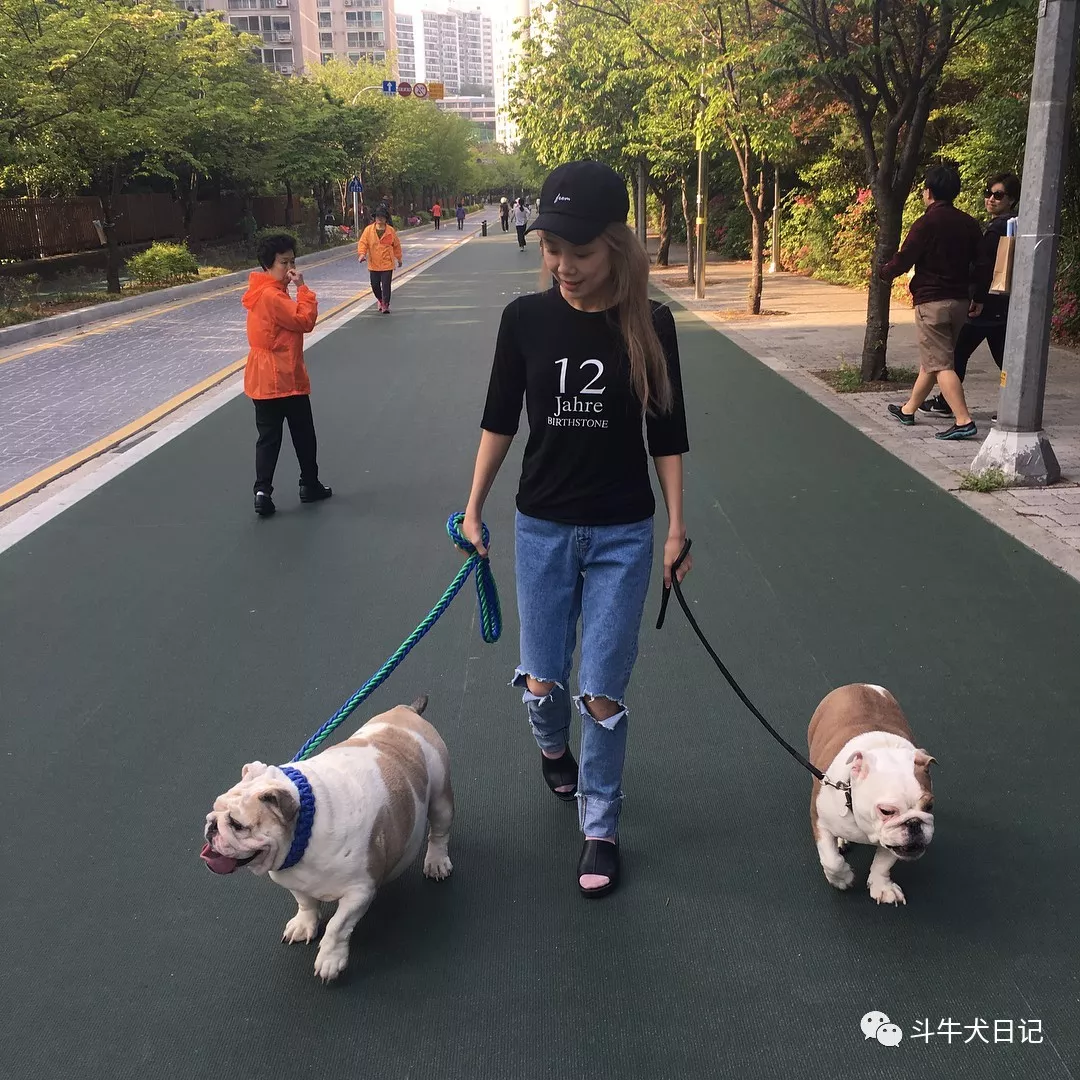 原創美女養3只英國鬥牛犬是種什麼體驗養狗真的有魔力