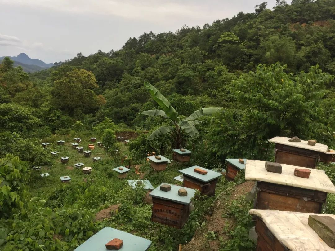 蜜蜂的住宿环境真漂亮,娇翠欲滴.