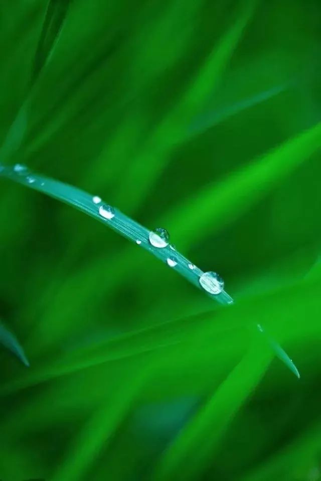 群星文字 | 網絡圖源 | 網絡 編輯 | 細雨繁華落盡,平淡歸真