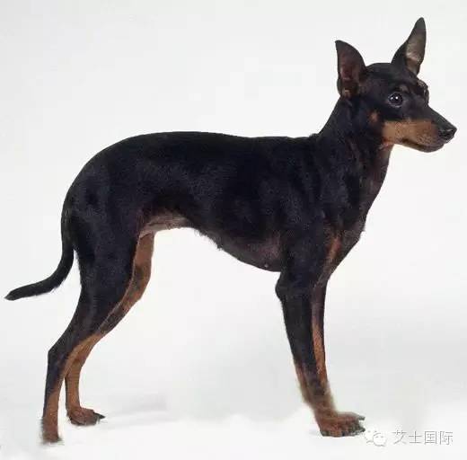 33.萨莫耶犬 34纽芬兰狗