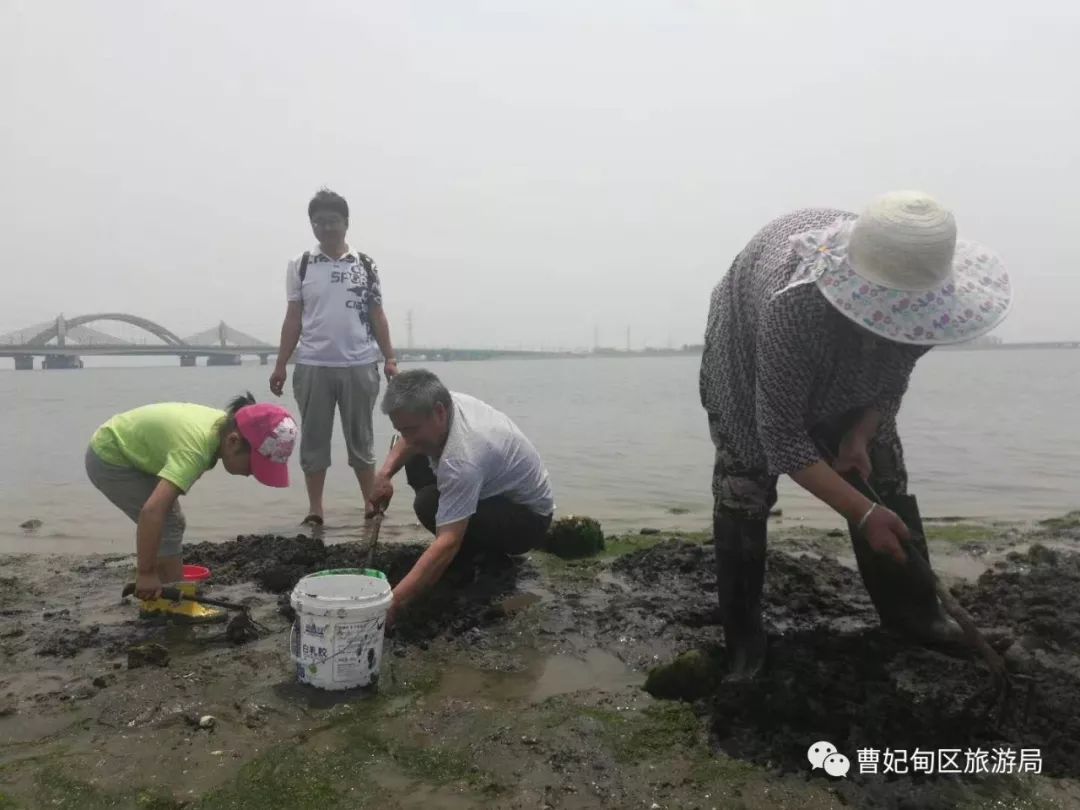 无惧酷暑数千人组团曹妃甸挖蛤爆炒花蛤称霸家常小海鲜