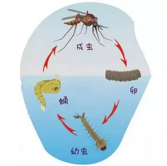 雄性伊蚊不吸血,蚊生只管吃草汁找雌蚊;吸血的是雌性伊蚊(畢竟要養胎