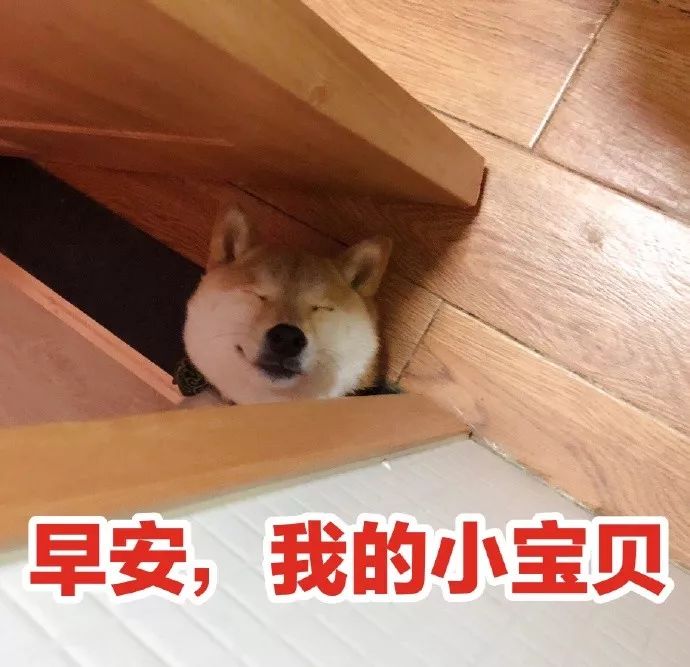 表情包|一隻叫做芋圓的魔性柴犬