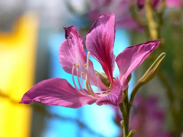 洋紫荆一般花后不结果,五枚可育雄蕊中有两枚明显较短些,总状花序紧缩