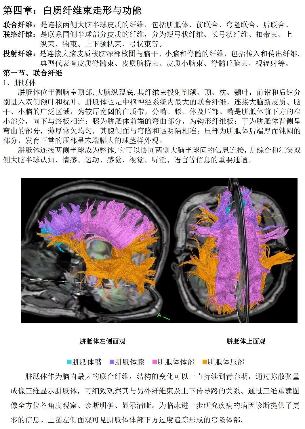 國際首先發現並命名胼連纖維(綠色)國際首先發現並命名交叉的皮質小腦