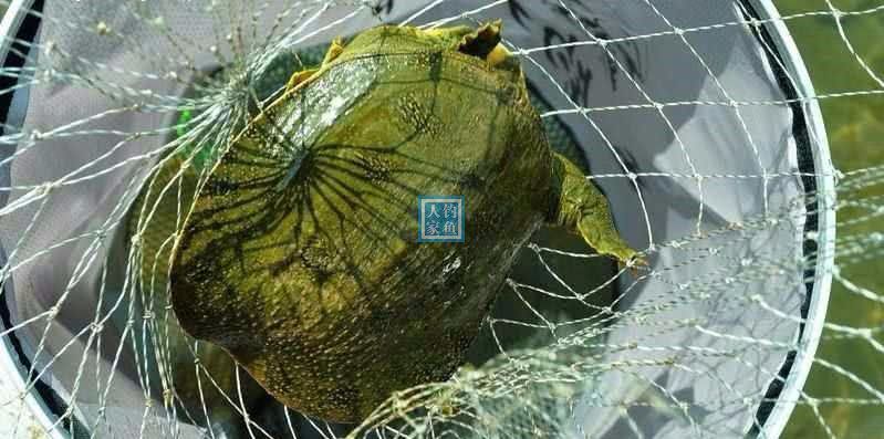 大湖野釣甲魚詳細甲魚雞湯教學女人用來補身子的最佳魚味