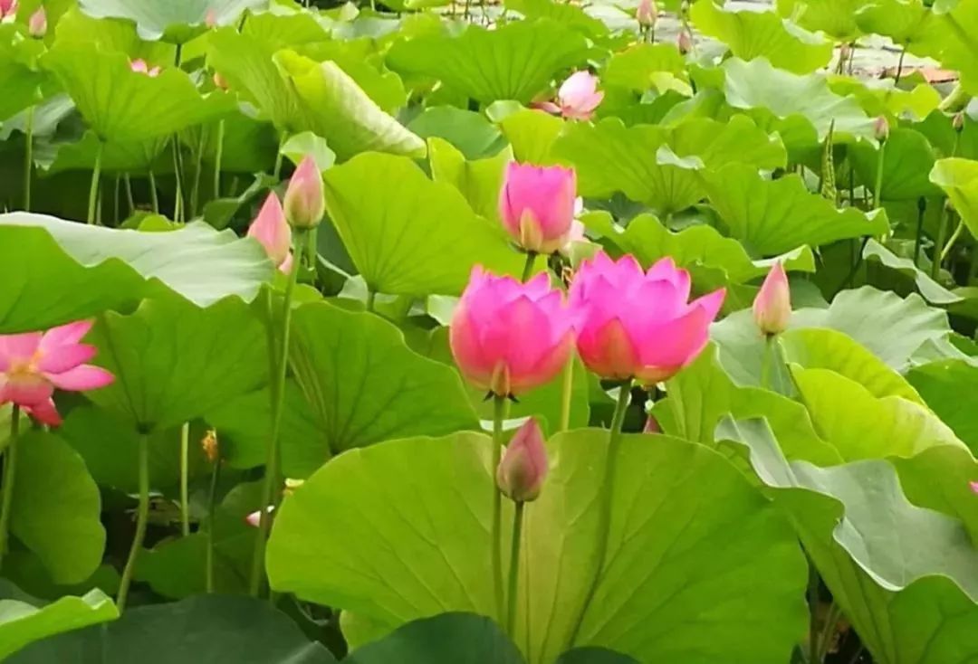 看这里菏泽单县湿地公园荷花美呆了约起来