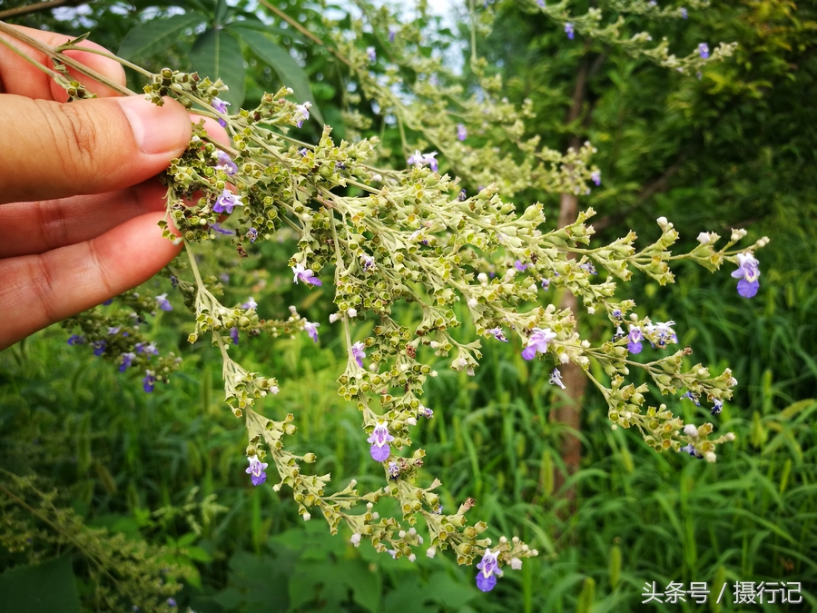 鄉村一種長不大的樹夏日開花結籽了這籽可做枕頭還有藥用