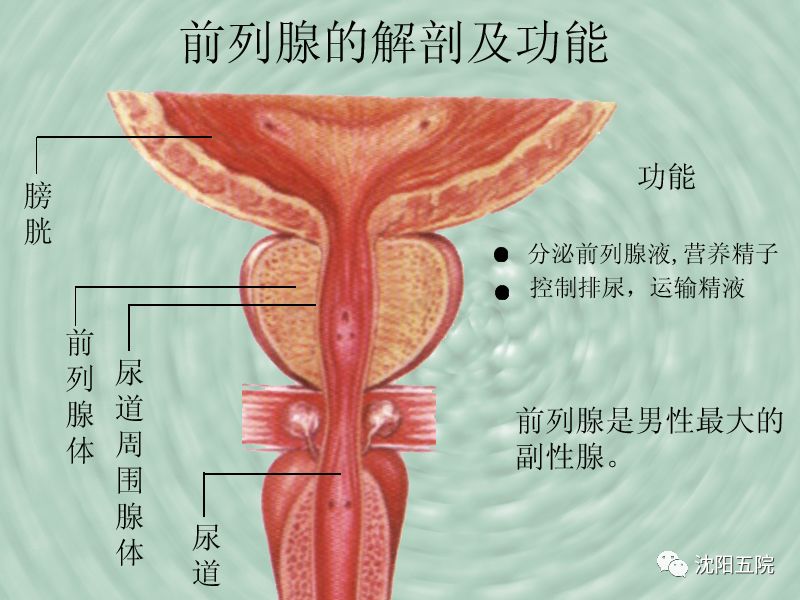 前列腺分区示意图图片