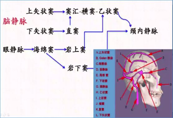 头颅静脉及静脉窦解剖图片