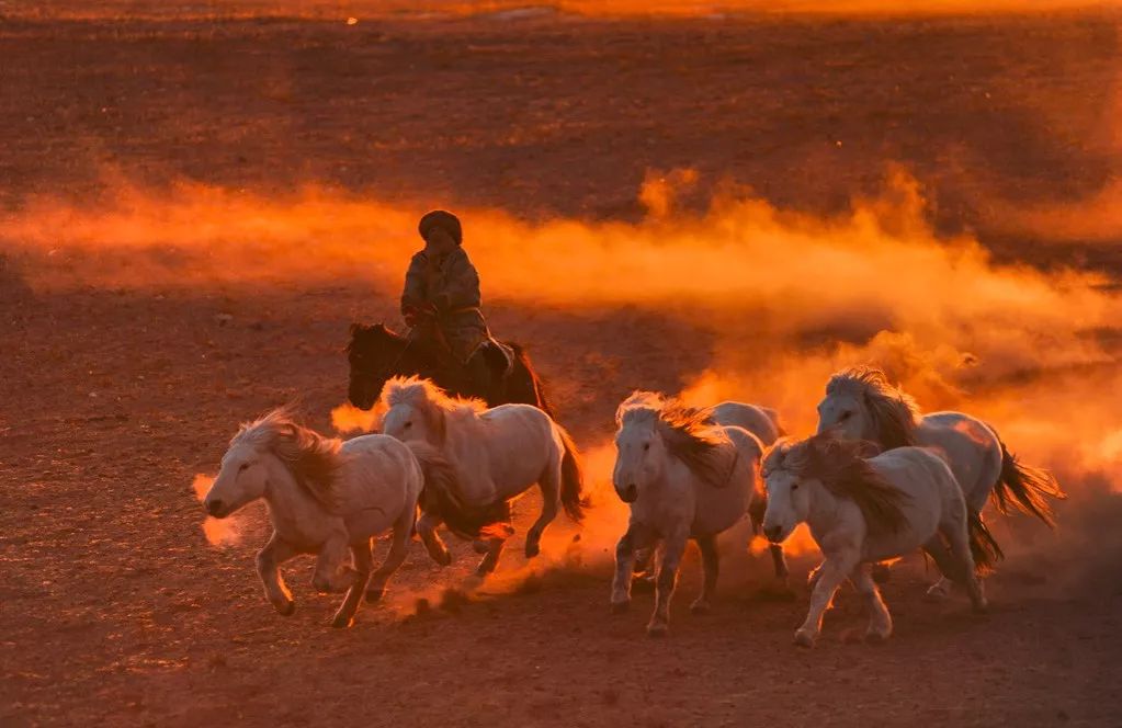 蒙古马摄影作品图片
