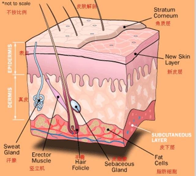 皮肤解剖结构图讲解图片