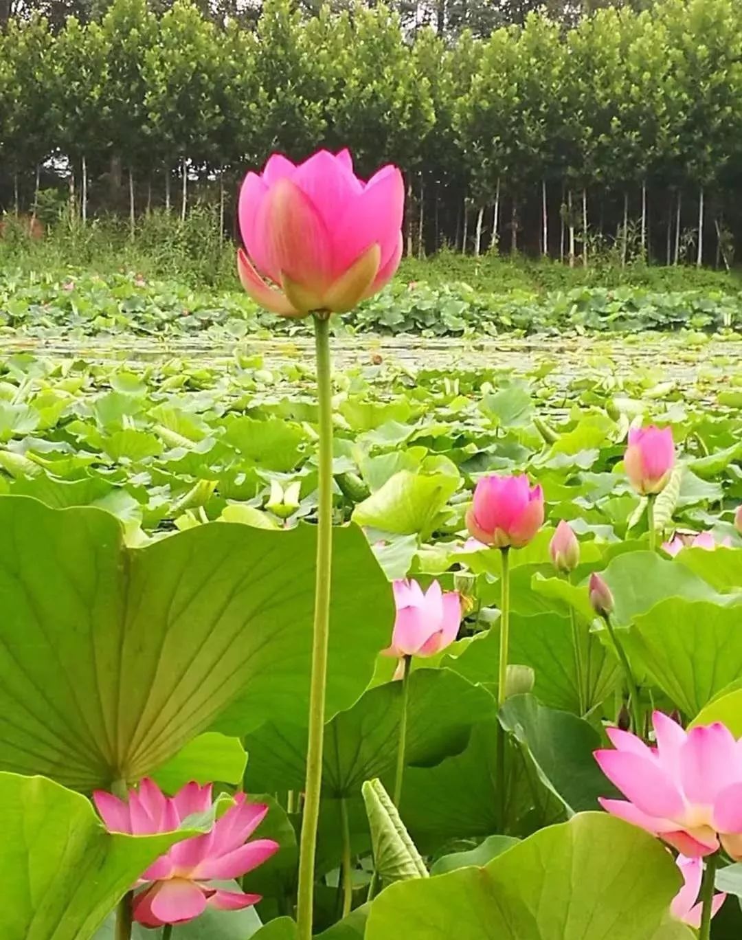 看这里菏泽单县湿地公园荷花美呆了约起来