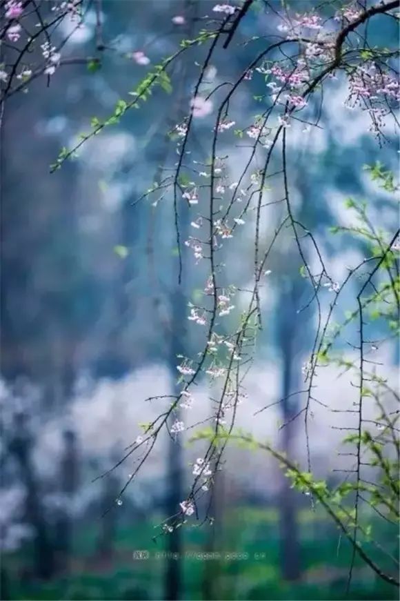 無言花自香,淡定人從容