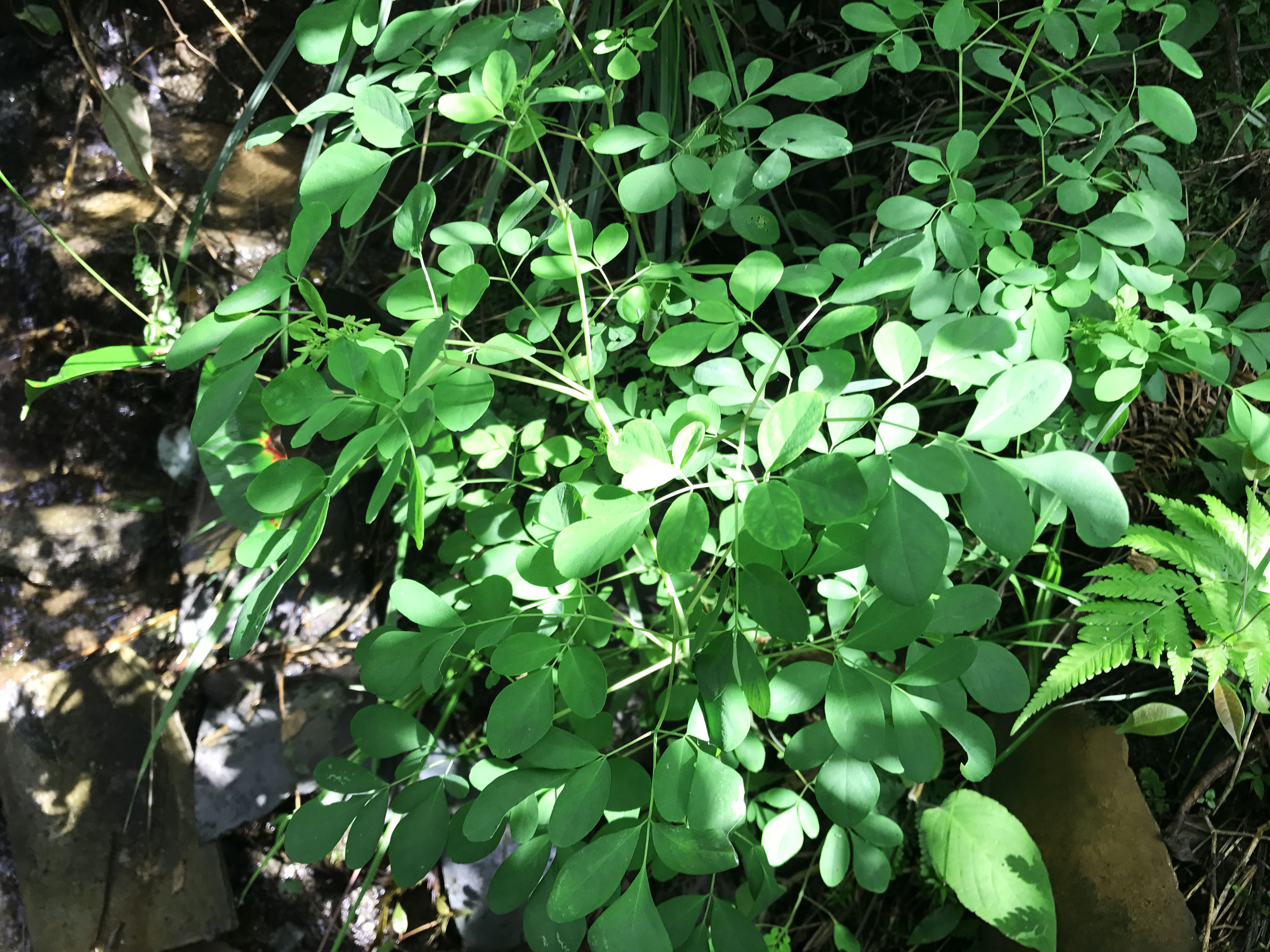 你的家乡有臭节草吗?你觉得臭节草和鱼腥草哪一个更臭呢?