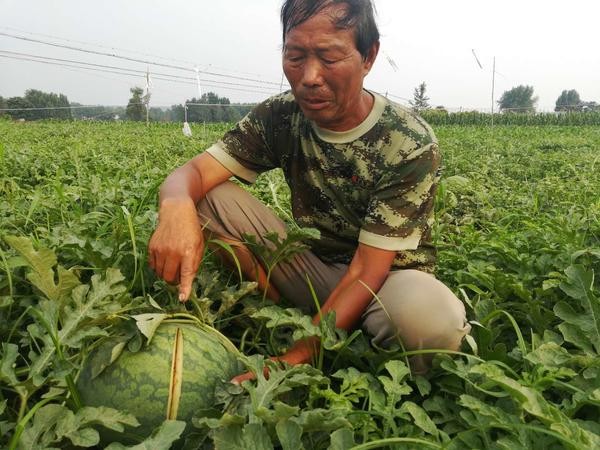 河南登封2萬多斤西瓜一夜之間全被砍爛 64歲瓜農傷心欲絕