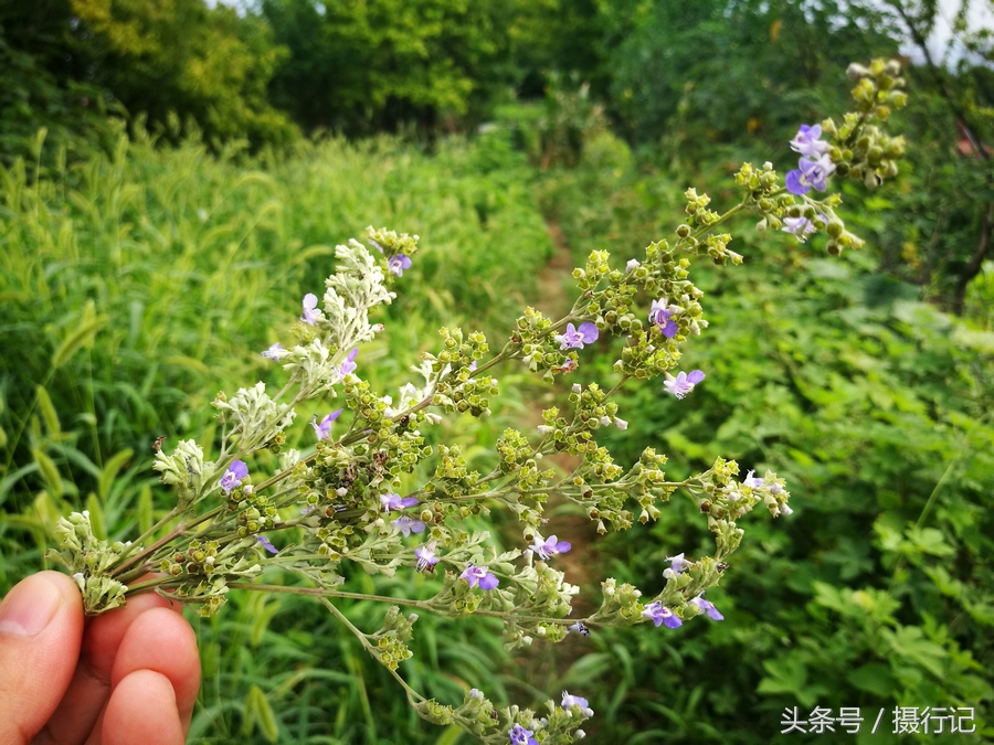 鄉村一種長不大的樹夏日開花結籽了這籽可做枕頭還有藥用