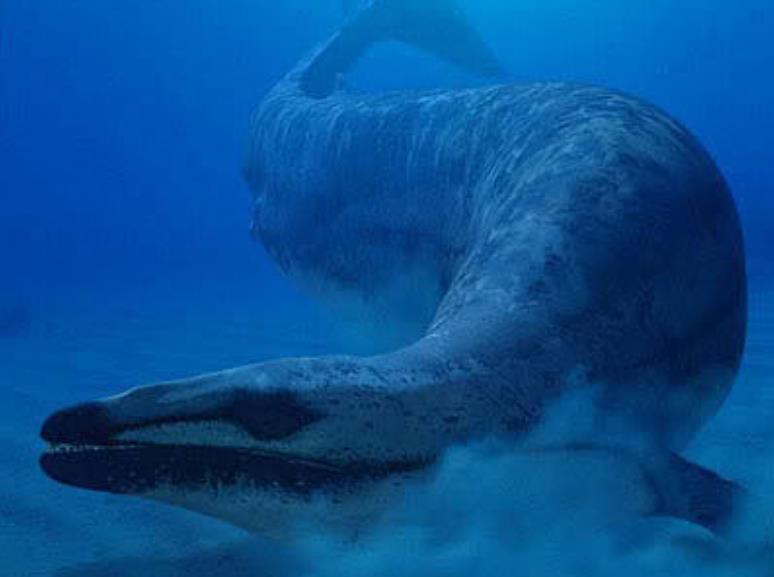 大约生活在4000万年前~3400万年前,是一种拥有超强咬合力的史前鲸鱼
