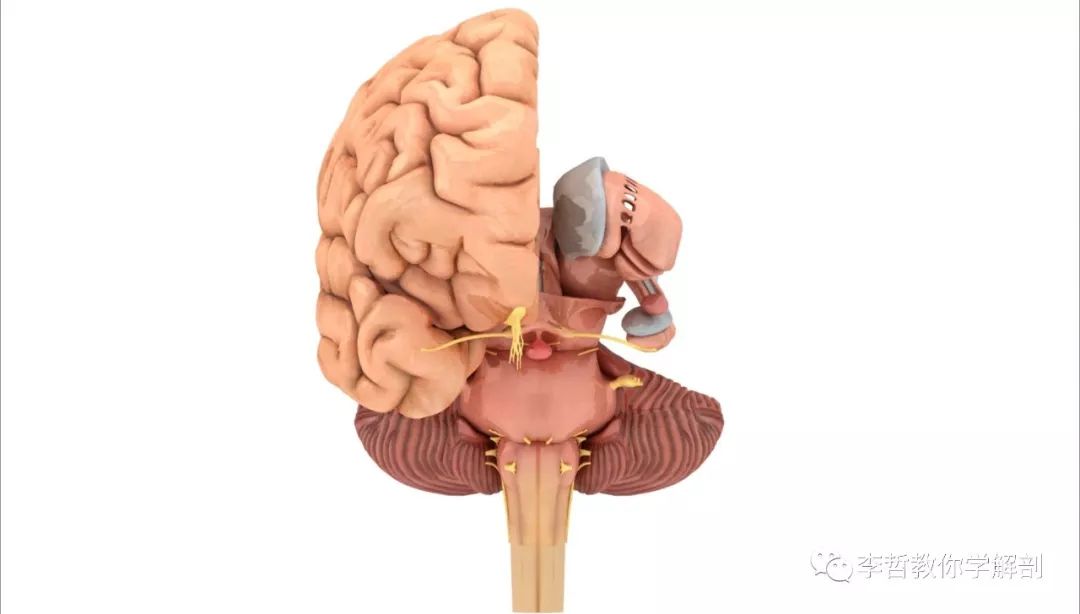 一组大脑3d解剖图请醒着看完