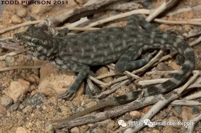 【东邪图鉴】pristurus锯尾虎属:蝎子守宫scorpion tailed geck