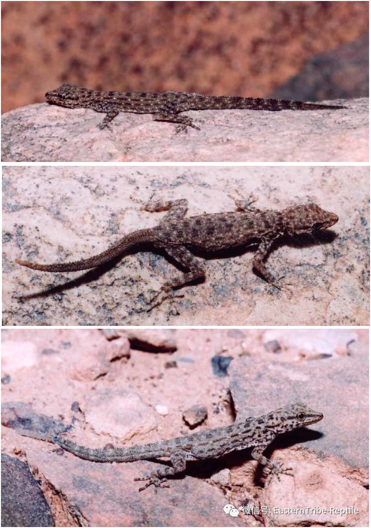 【东邪图鉴】pristurus锯尾虎属:蝎子守宫scorpion tailed geck