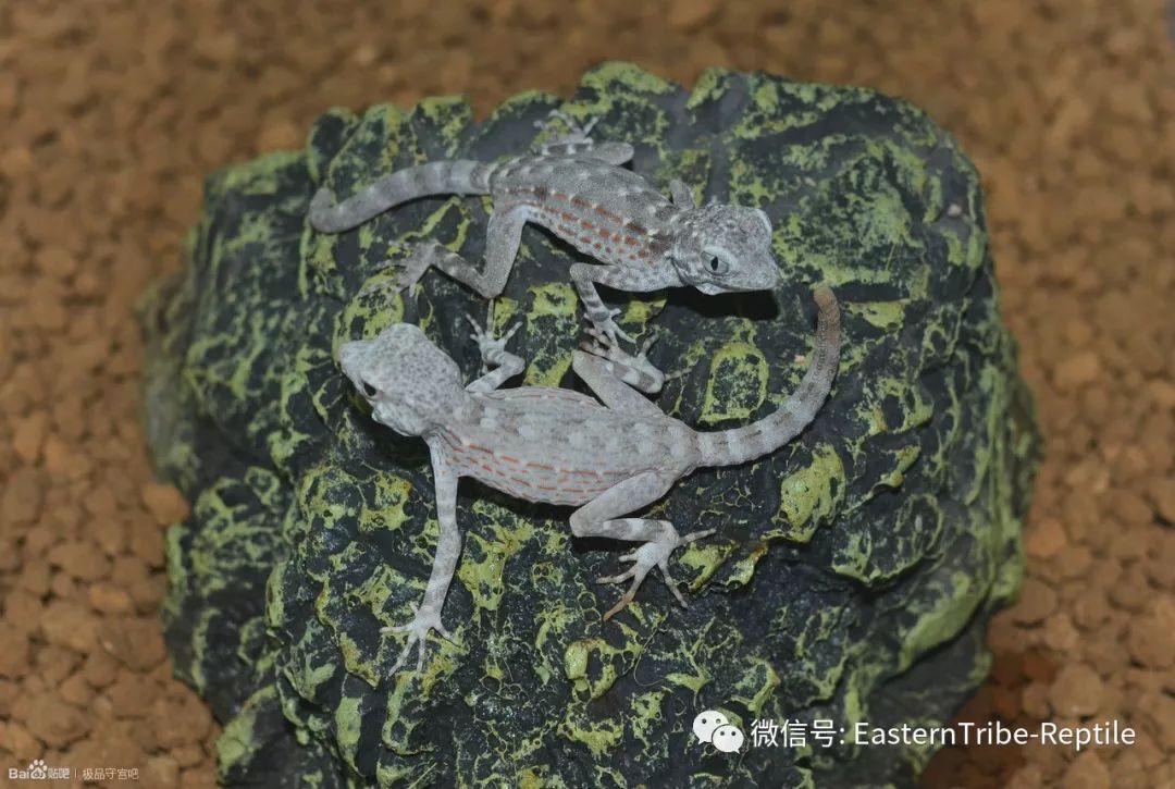 【东邪图鉴】pristurus锯尾虎属:蝎子守宫scorpion tailed geck