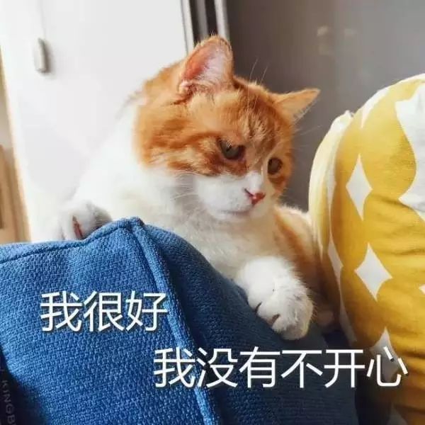 猫听完醒了图片