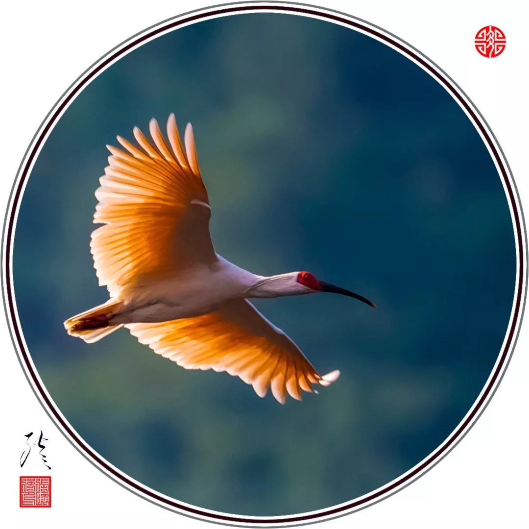 朱鹮中国国家重点保护野生动物名录Ⅰ级