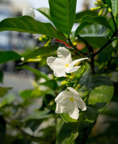 无心插播的一株干枝,竟萌出了茉莉花苞,得失岂是可预料