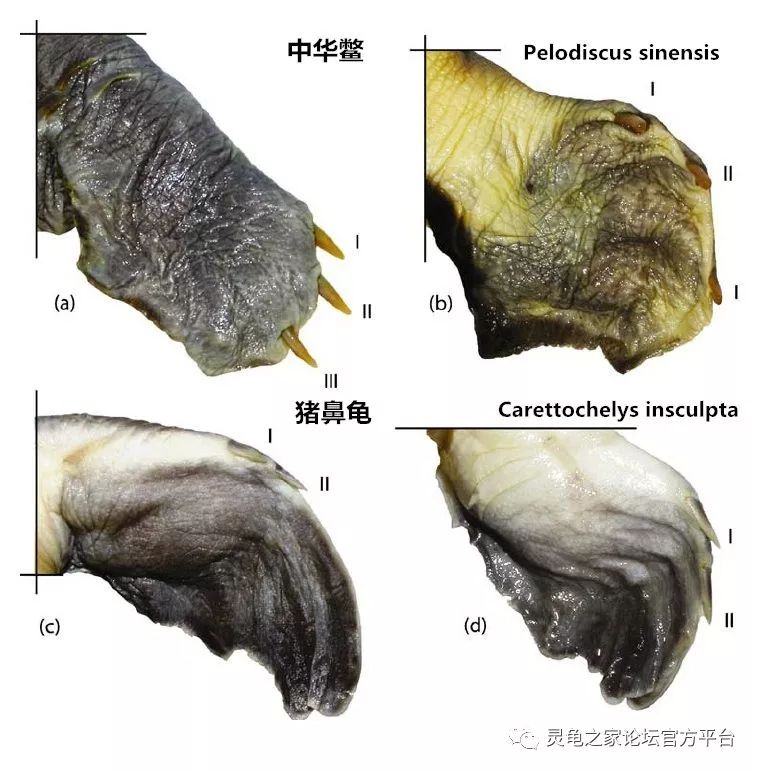 三爪甲鱼四爪鳖图片