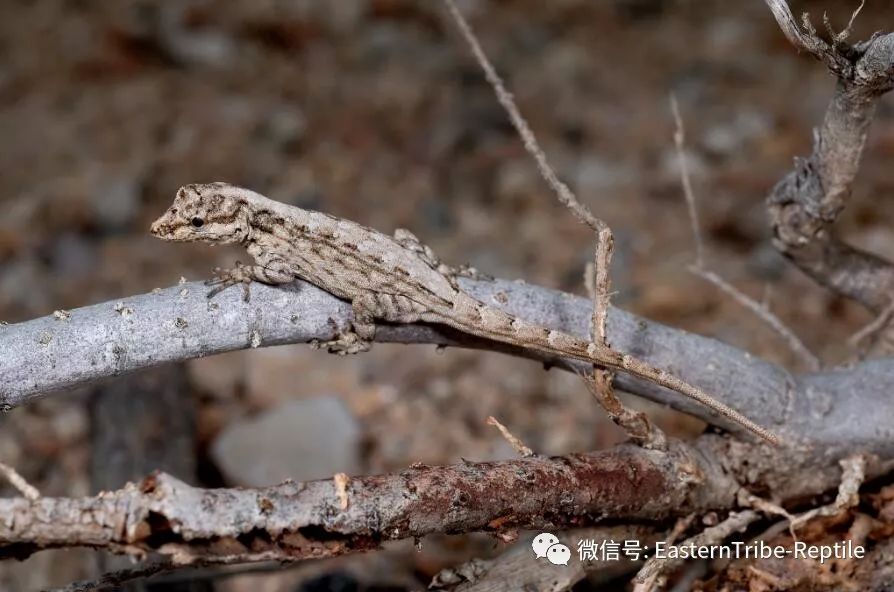 锯尾蜥虎图片