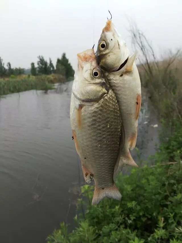 釣魚人唯一不變的終極秘法,就在此文當中!