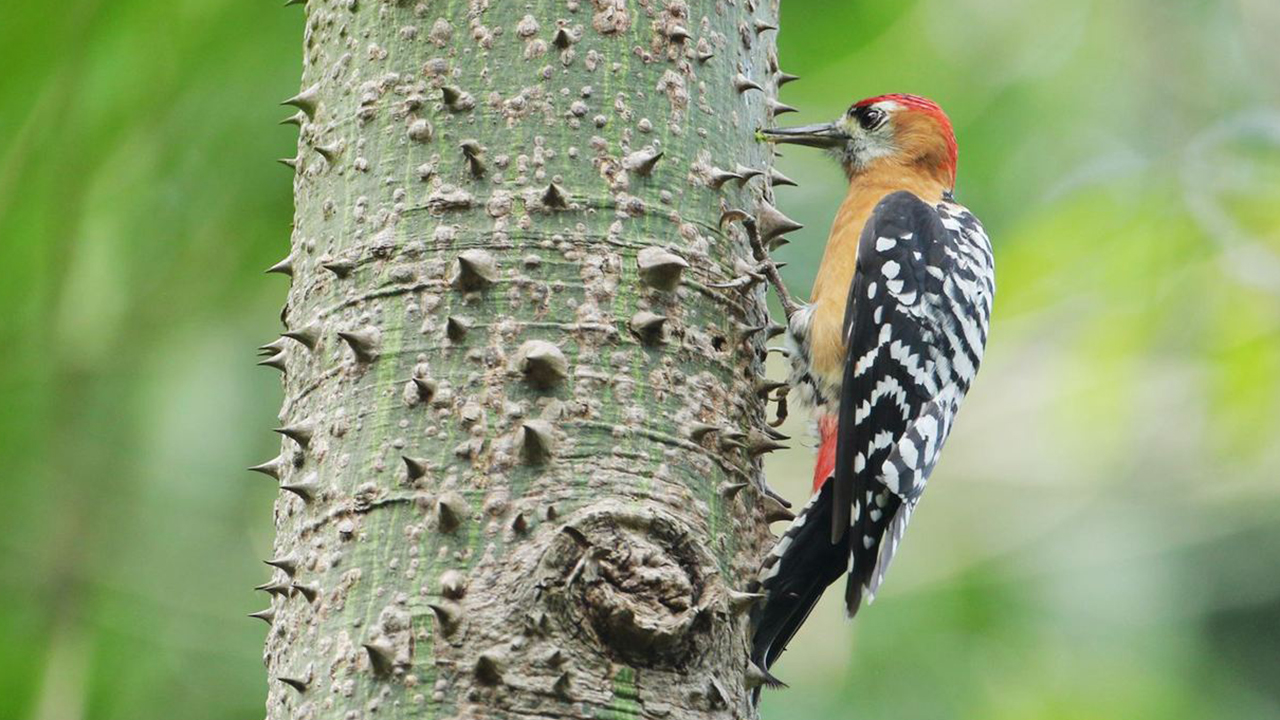 啄木鸟每天啄树几万次为什么还不会得脑震荡