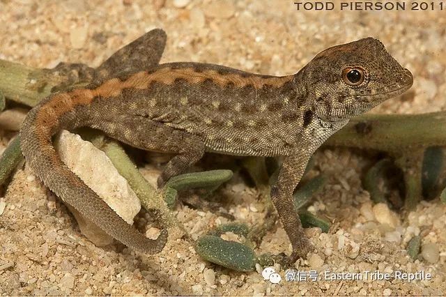 【东邪图鉴】pristurus锯尾虎属:蝎子守宫scorpion tailed geck