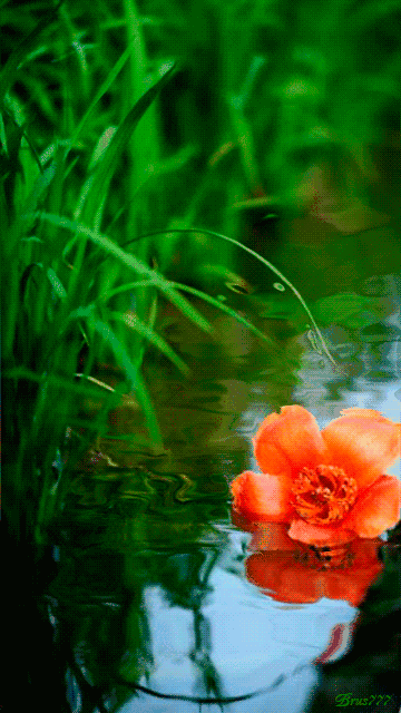 祝愿群友的事业蒸蒸日上一朵落花在水中漂浮~郁金香花开了~祝大家吉祥
