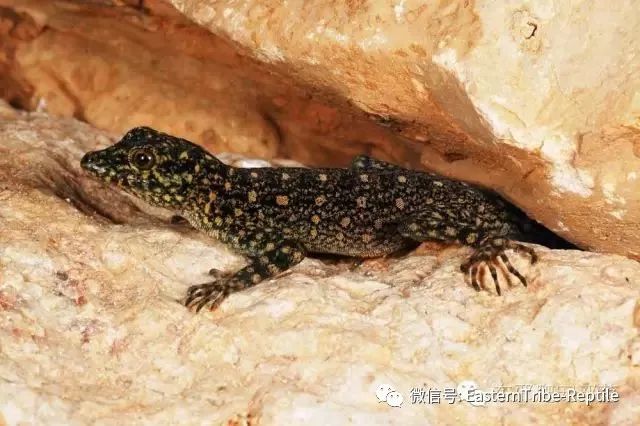 【东邪图鉴】pristurus锯尾虎属:蝎子守宫scorpion tailed geck