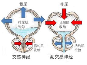 膀胱蓄尿排尿示意图人体细胞的代谢废物,多溶于水中,以尿的形式排斥