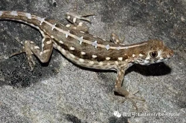 【东邪图鉴】pristurus锯尾虎属:蝎子守宫scorpion tailed geck