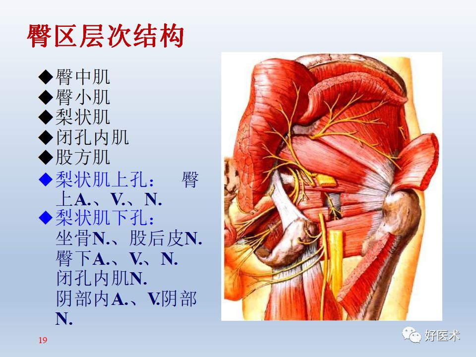 骨盆周围解剖高清图解值得收藏