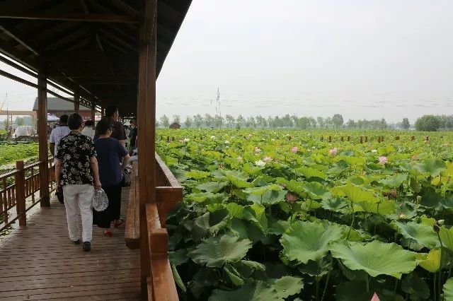 范县陈庄的荷花开了黄灿灿的金子一般盛开咋回事