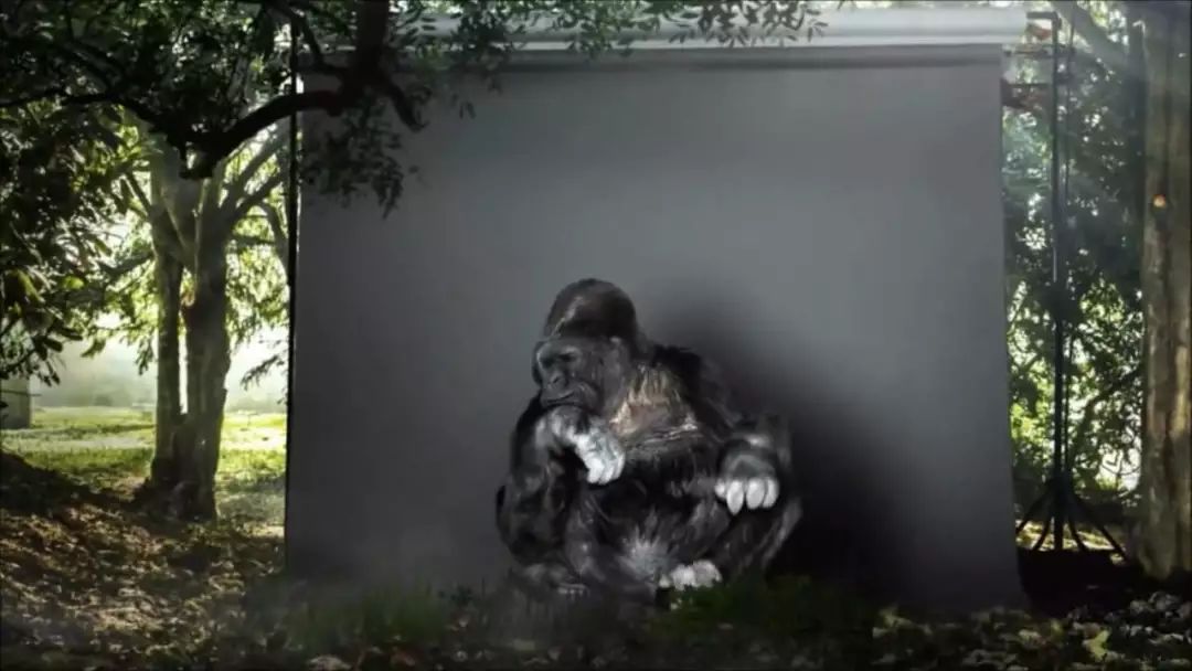 最近因为会手语而轰动全世界的大猩猩koko去世了它曾告诉人类要保护