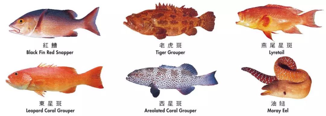 上常见可能含雪卡毒素的鱼类有石斑鱼(如老虎斑,东星斑,苏眉,西星斑