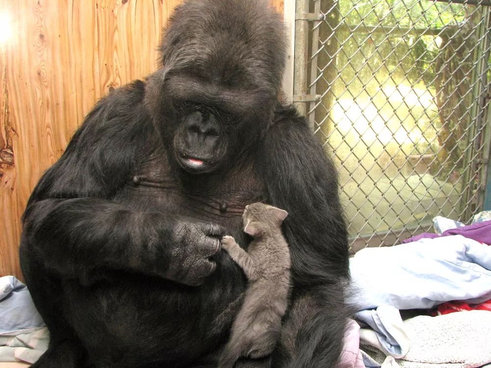 最近因为会手语而轰动全世界的大猩猩koko去世了它曾告诉人类要保护