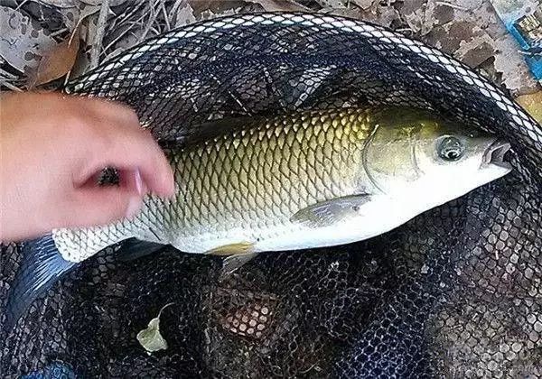 水庫釣鯽魚避雜魚的餌料和釣法技巧