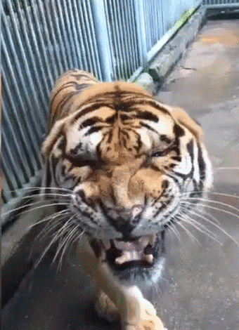 老虎可爱表情包动态图片