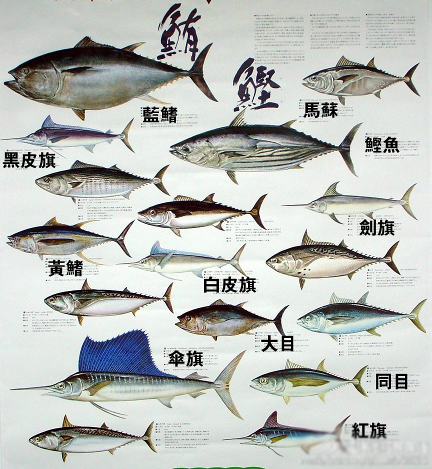 各种金枪鱼图片及名称图片