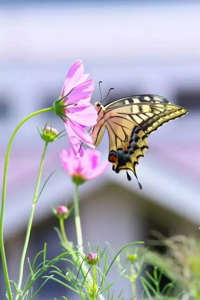 憶往昔笑看紅塵雲捲雲舒